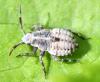 Deraeocoris sp.